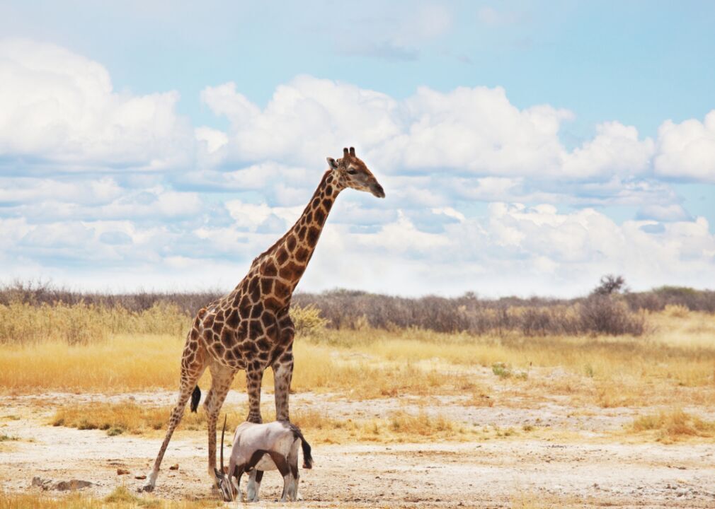 Giraffe and oryx